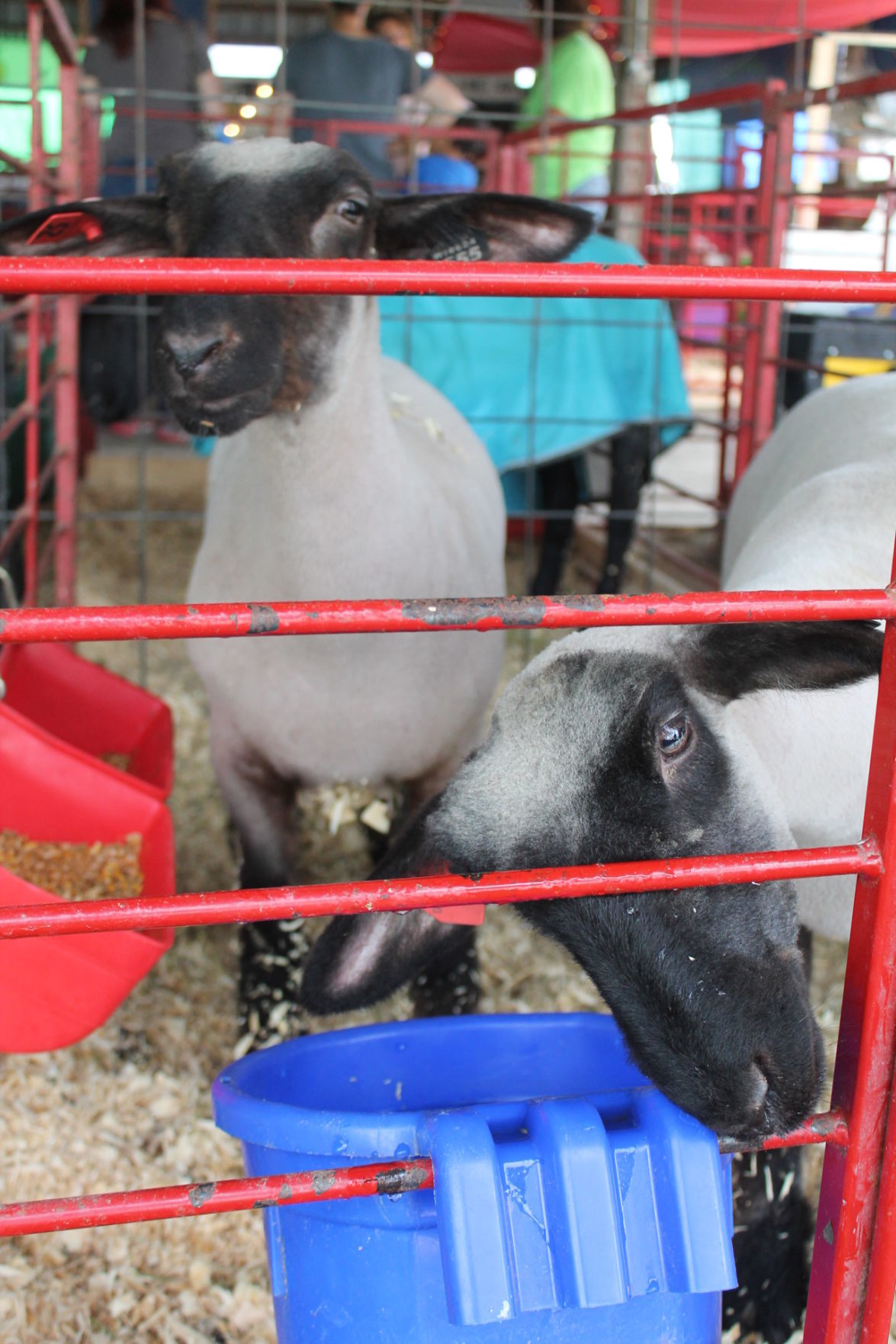 DC Fair Wednesday 035.JPG